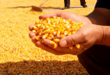 養(yǎng)殖場(chǎng)如何甄別霉變玉米